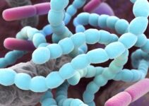 bacteriën in de mond
